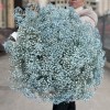 51 голубая гипсофила